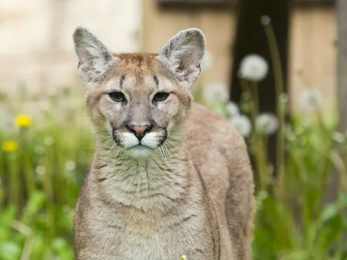 La nouvelle vedette du Zoo d’Amnéville : Nacho un puma de 8mois